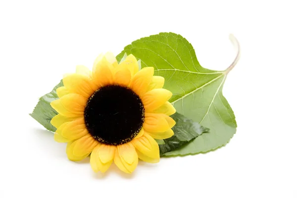 Girasole — Foto Stock