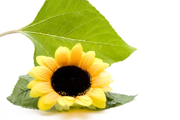 Kwiat zielony arkusz — Zdjęcie stockowe