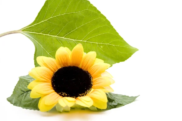 Flor con hoja verde — Foto de Stock