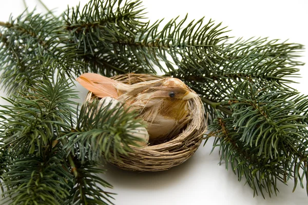 Fågel i boet — Stockfoto