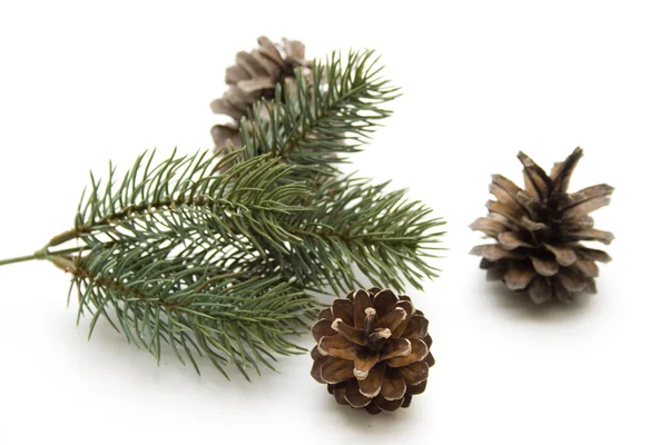 Pine plugs Royalty Free Stock Images