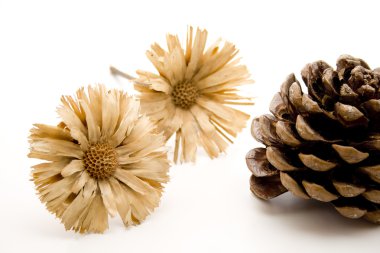 güzel saman çiçek