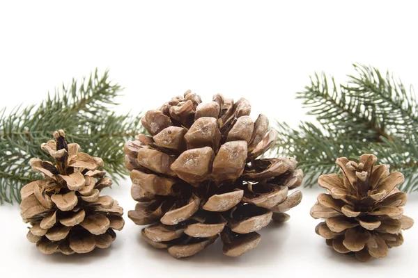 Pine plugs — Stock Photo, Image