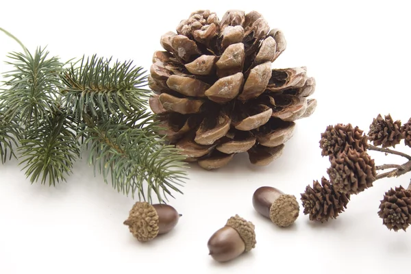 Pine plugs with acorns — Stock Photo, Image