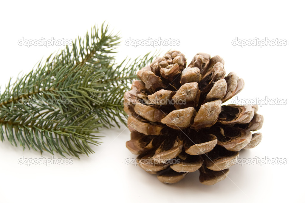 Pine plugs Stock Photo by ©mayeruwe 12870193