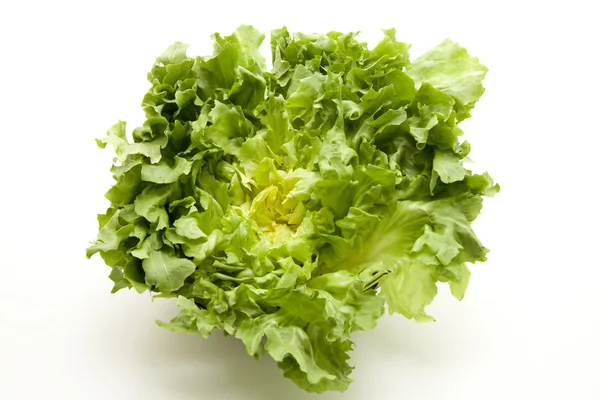 Endiviensalat — Stockfoto