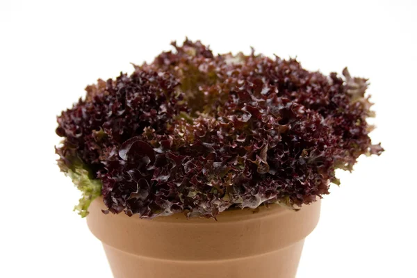 Fresh Salat — Stock Photo, Image