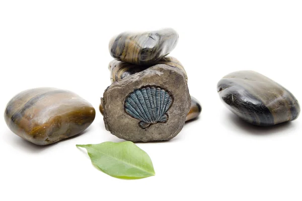 Stones with plant leaf — Stock Photo, Image