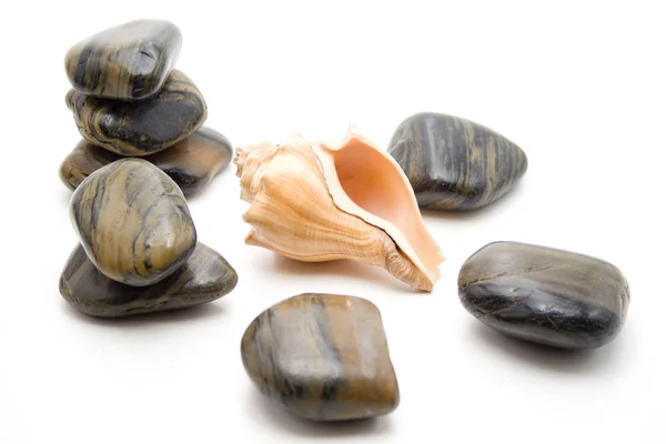 Stones and mussel — Stock Photo, Image