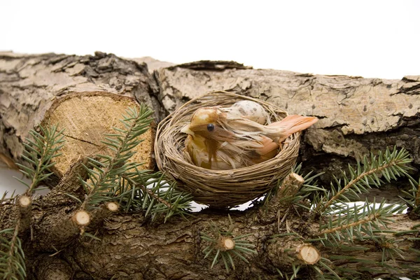 Stamm eines Baumes — Stockfoto