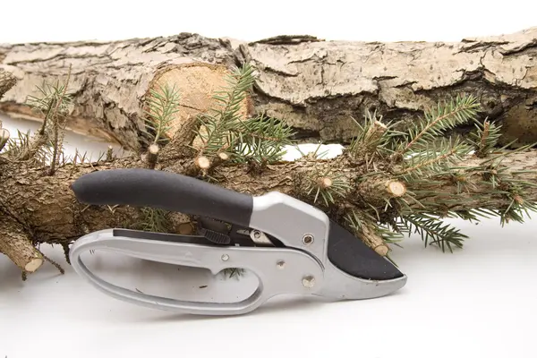 Couper un tronc d'arbre — Photo