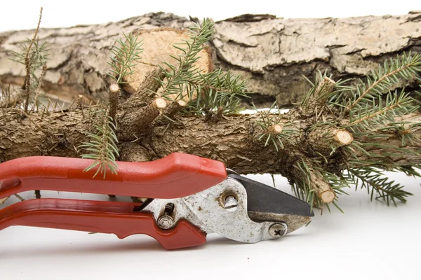Cut a trunk of a tree — Stock Photo, Image