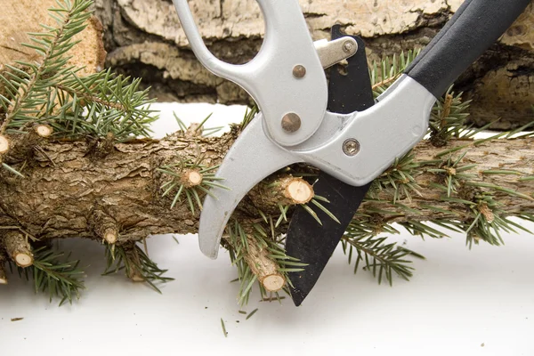 Cut a Trunk of a tree — Stock Photo, Image