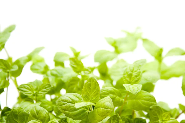 Peppermint for Tea — Stock Photo, Image