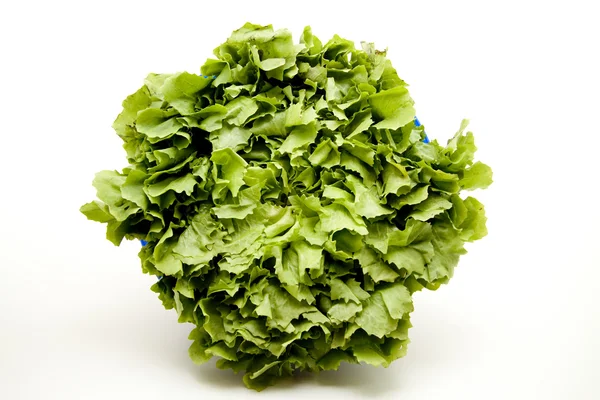 Färska endiv sallad — Stockfoto