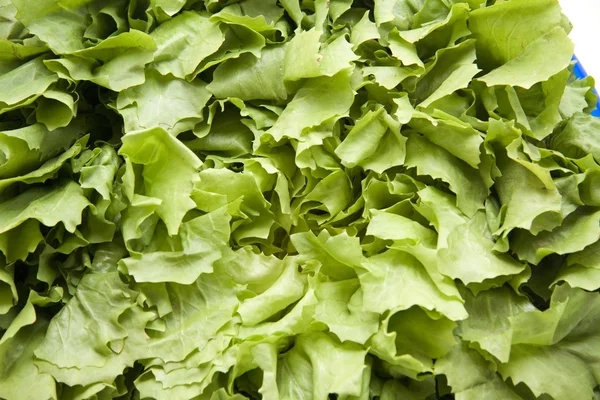 Salada de endívia fresca — Fotografia de Stock