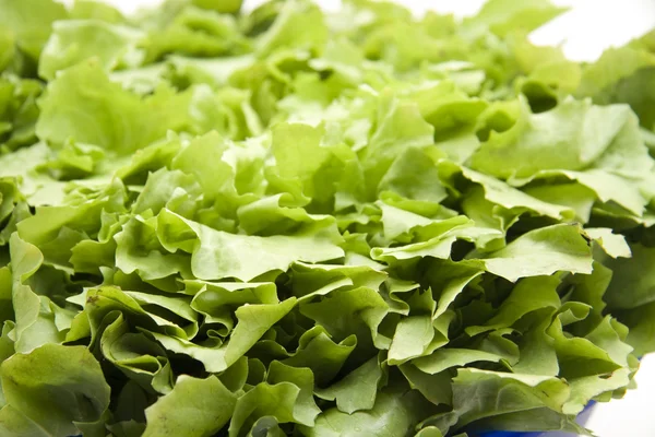 Fresh endive salad — Stock Photo, Image