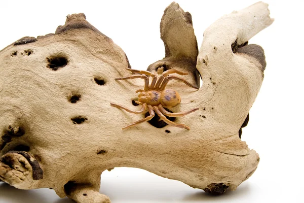 Örümcekler hayvan — Stok fotoğraf