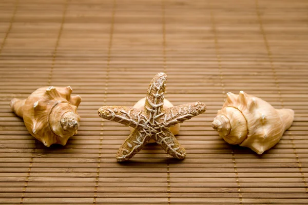 Shells with Star on Underlayment — Stock Photo, Image