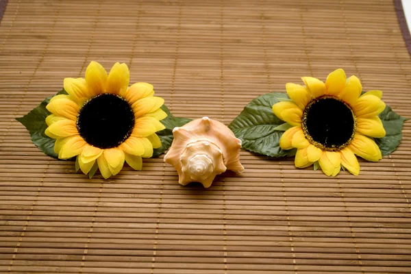 Muschel mit Sonnenblume — Stockfoto