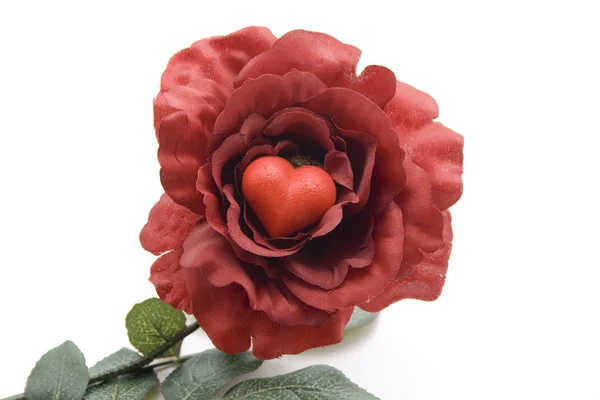 Rote Rose — Stockfoto