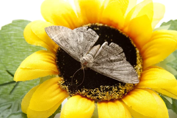 Moth animal — Stock Photo, Image