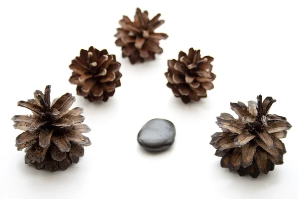 Fir Cone with black stone — Stock Photo, Image