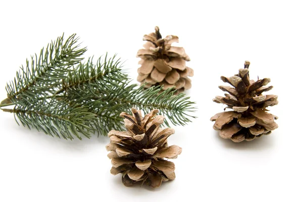 Pine plugs Stock Picture