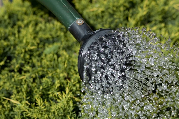 Vattenkanna för att vattna blommor — Stockfoto