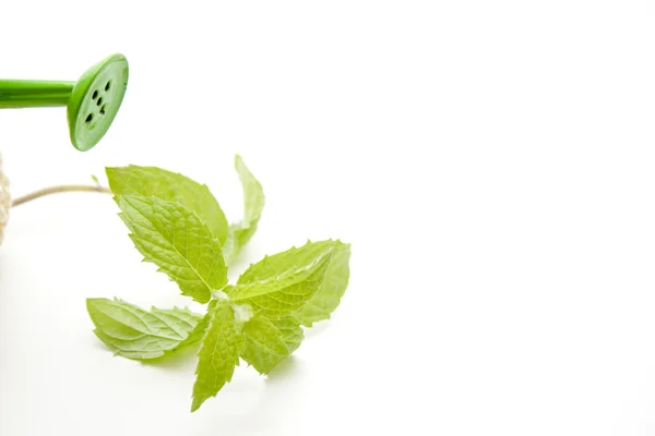 Peppermint for Tea — Stock Photo, Image