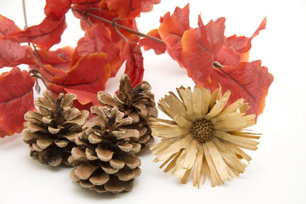 Tappi di pino con fiore di paglia — Foto Stock