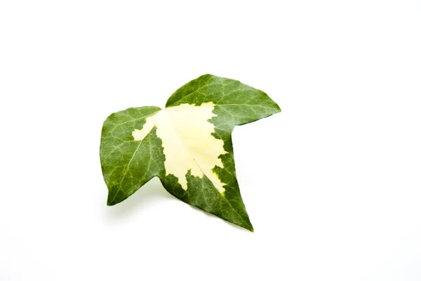Nice plant leaf — Stock Photo, Image