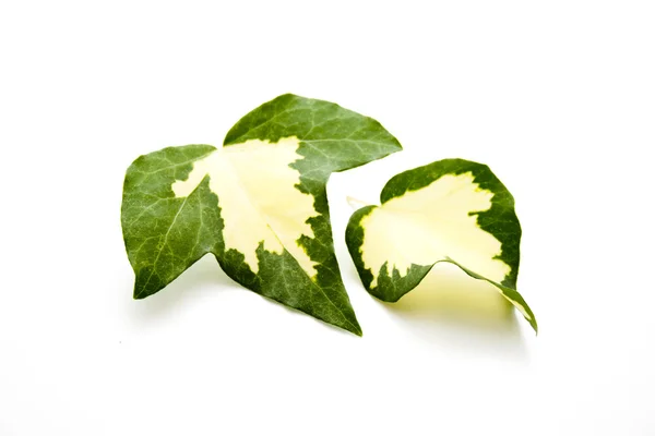 Nice plant leaf — Stock Photo, Image