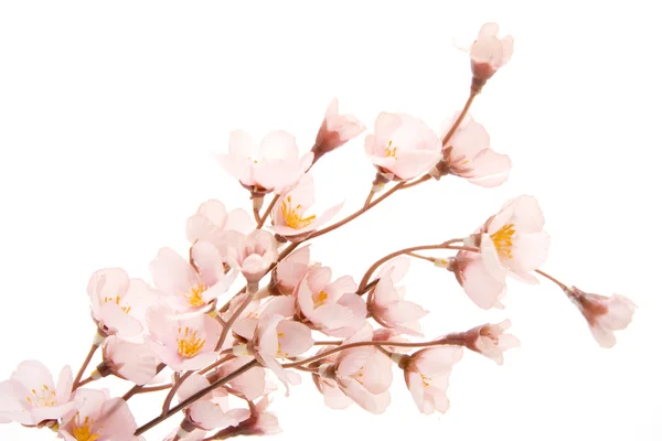 Nice flower branch — Stock Photo, Image