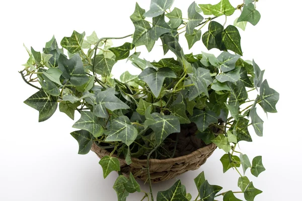 Ivy plant — Stock Photo, Image