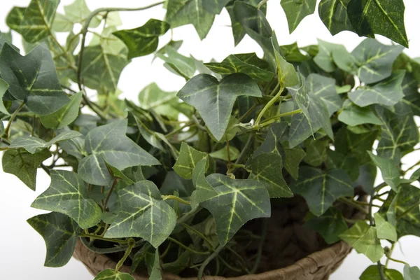 Ivy plant — Stock Photo, Image