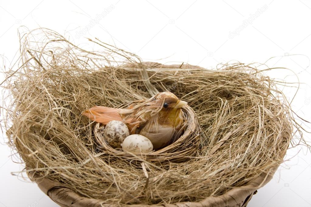 Bird in the bird nest