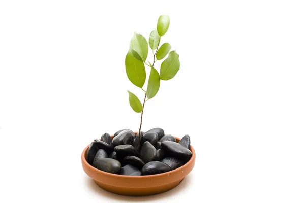 Green plant with stones — Stock Photo, Image