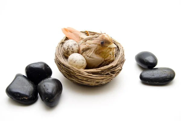 Vogel in het nest — Stockfoto