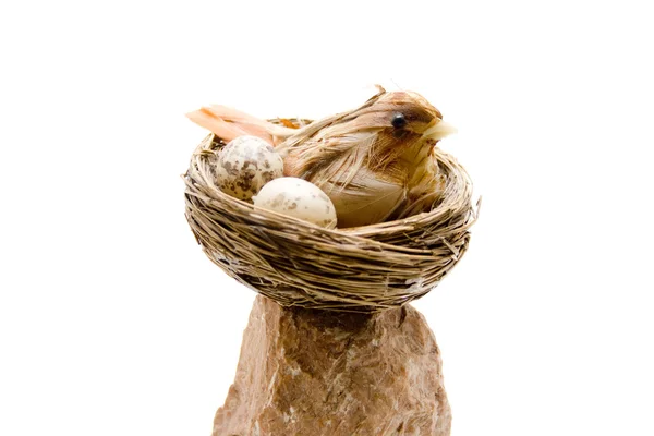 Bird in the nest — Stock Photo, Image
