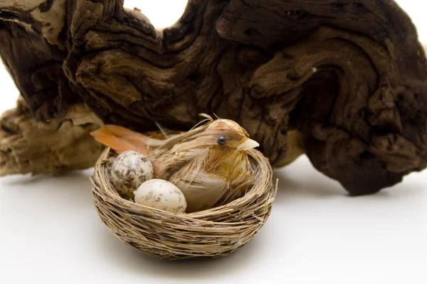 Pták v hnízdě — Stock fotografie
