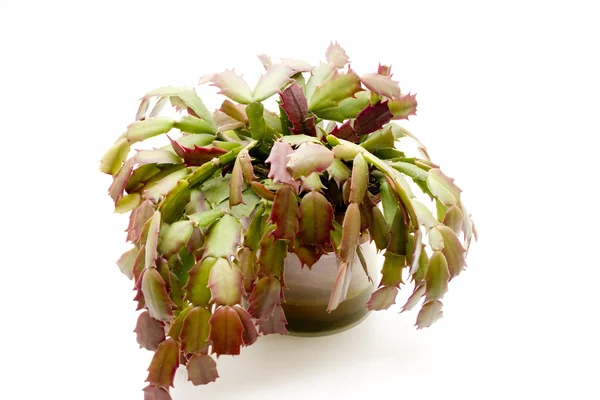 Пасхальный кактус в горшке — стоковое фото