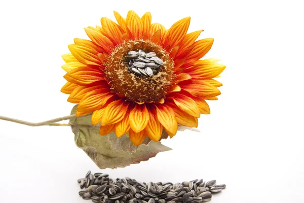 Sunflower cores — Stock Photo, Image
