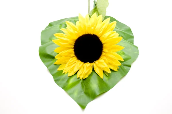 Sunflower on plant leaf — Stock Photo, Image