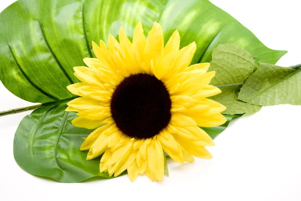 Sunflower on plant leaf — Stock Photo, Image