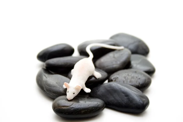 Taşlar üzerinde küçük fare — Stok fotoğraf