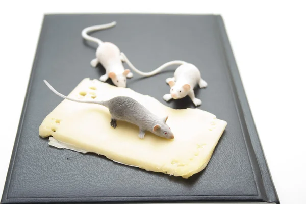 Fare ile peynir — Stok fotoğraf