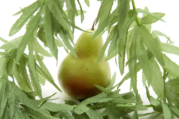 Grüne Birne — Stockfoto