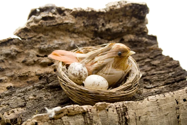 Птица в гнезде — стоковое фото