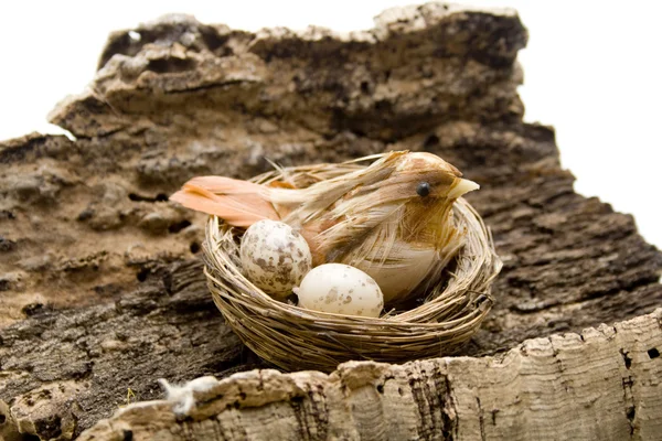 Vogel in het nest — Stockfoto